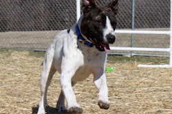 Dog Running Outside 23353193782 O