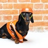 Pet food manufacturing safety must take into account everything from the equipment and processes being used to the humans who manage them.