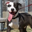 Pit Bull Mix On Leash 22834792623 O