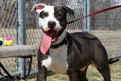 Pit Bull Mix On Leash 22834792623 O