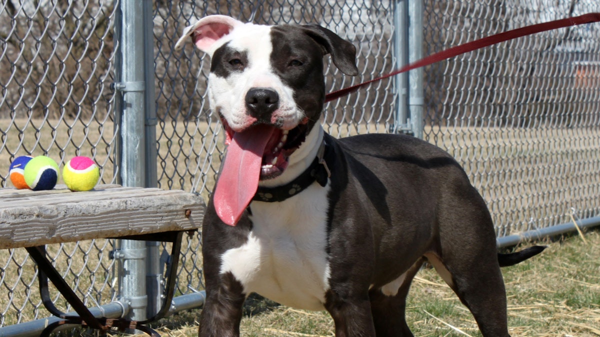 Cassava by-product may serve as dog, cat food fiber Cassava by-product may serve as dog, cat food fiber