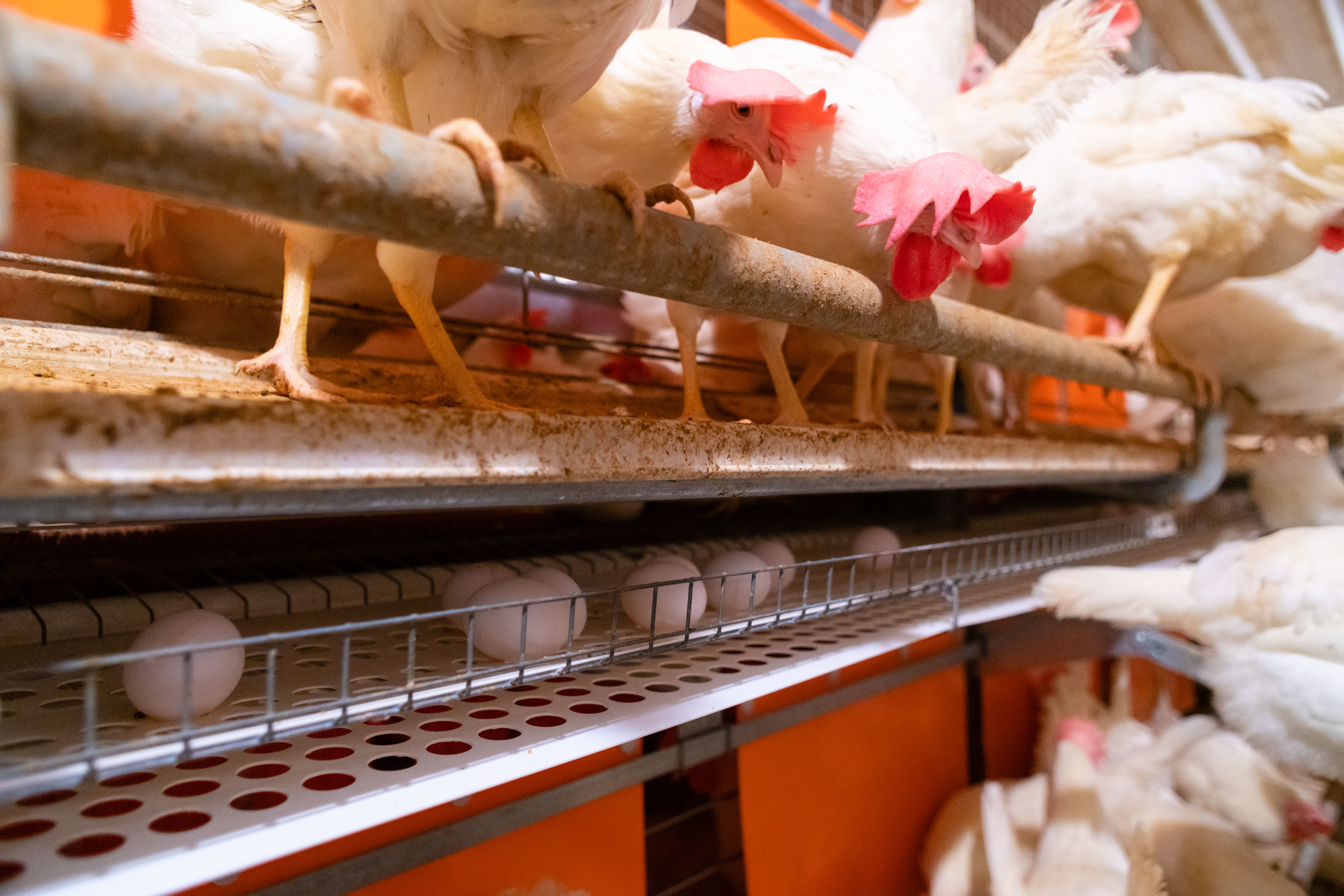 White Hens Laying Eggs