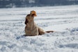 Yellow Lab Playing In Snow