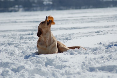 Yellow Lab Playing In Snow