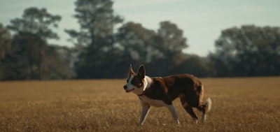 Skippy, a 4-year-old mixed breed was named the winner of the 2024 Farm Dog of the Year award.