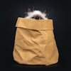 Cat owners have long known their animals are worth it, and now the pet food industry may be catching up.