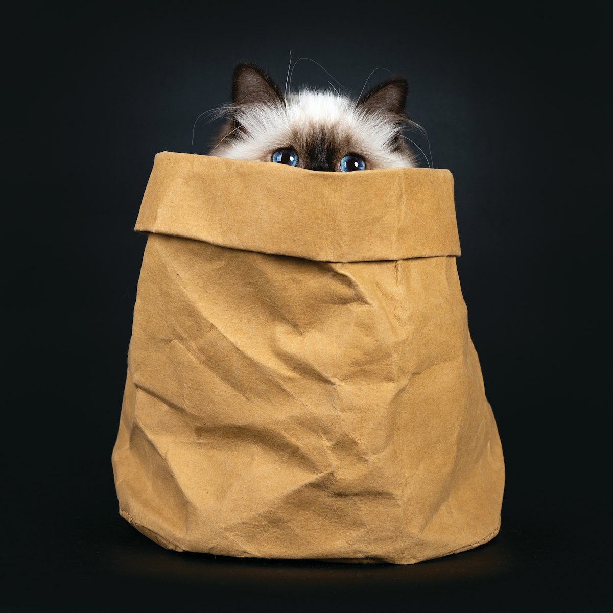 Birman bag 2025