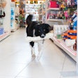 While the pet food industry has inarguably shown itself to be resistant during shaky economic times, pet owners are still being affected by financial challenges.