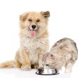 Ermolaev Alexander Shutterstock com Dog With Cat Eating