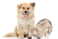 Ermolaev Alexander Shutterstock com Dog With Cat Eating