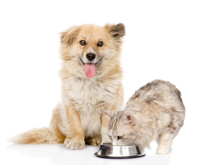 Ermolaev Alexander Shutterstock com Dog With Cat Eating