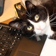 Black And White Cat On Laptop Keyboard Andrea Gantz