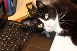 Black And White Cat On Laptop Keyboard Andrea Gantz