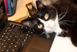 Black And White Cat On Laptop Keyboard Andrea Gantz