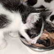 Black And White Kittens Eating Soft Food 28588145508 O
