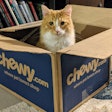 Cat In Chewy com Box Andrea Gantz