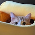Cat In Banana Bed Andrea Gantz