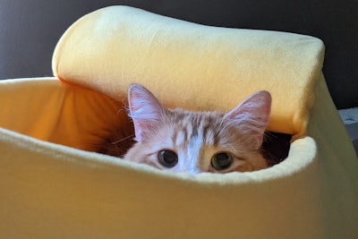 Cat In Banana Bed Andrea Gantz