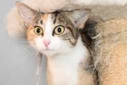 Cat On Cat Tower 30735769850 O