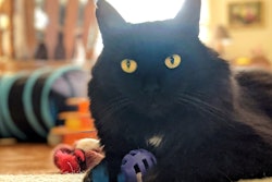 Cat With Toys 50587018908 O