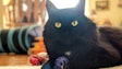 Cat With Toys 50587018908 O