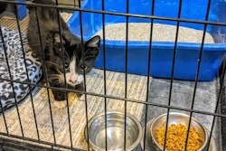 Foster Kitten 50637942713 O