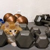 Kitten And Dumbells 29964271527 O