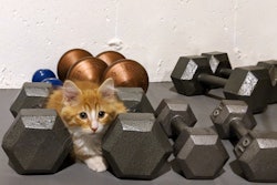 Kitten And Dumbells 29964271527 O