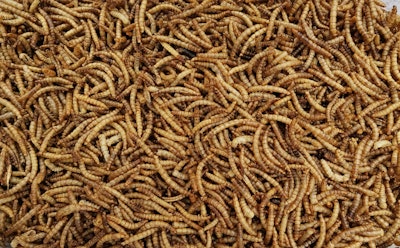 dried pile of mealworms_krukke7