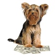 Pfi yorkshire Terrier Money Scorpp Big Stock com