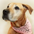 Pitbull Mix Dog Wearing Bandana 21363479893 O