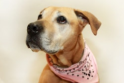 Pitbull Mix Dog Wearing Bandana 21363479893 O