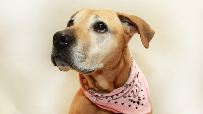 Pitbull Mix Dog Wearing Bandana 21363479893 O