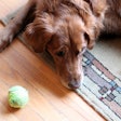 Retriever With Tennis Ball Andrea Gantz