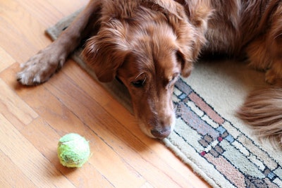 Retriever With Tennis Ball Andrea Gantz