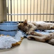 Sleeping Kittens Waiting To Be Adopted 44176668812 O