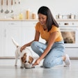 Terrier Eating Pet Owner