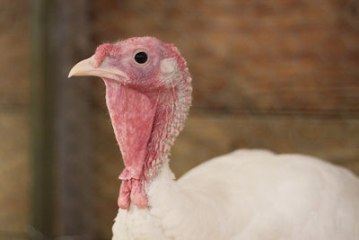 Based in Ohio, Cooper Farms now offers human-grade turkey ingredients for pets.