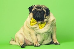 Anton_Dios | Bigstock.com