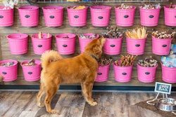 Woof Gang Ontario Store Painted Pink