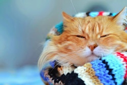 Cat In Scarf