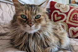 In the U.S., pet owners will spend $2.14 billion on Valentine’s Day gifts for their pets.