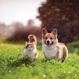 Dogs and cats are vying for the top spot in pet owners’ hearts more than ever, shifting pet food sales trends to match.