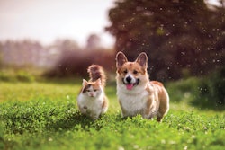 Dogs and cats are vying for the top spot in pet owners’ hearts more than ever, shifting pet food sales trends to match.