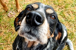 Dogs Want Treats 50587782521 O