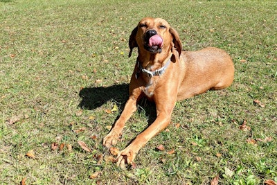 Happy Dog In Grass Andrea Gantz
