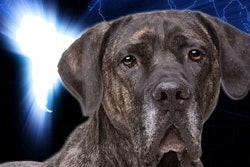 Pfi brazil Dog Map Erik Lam Dreamstime