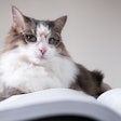 The newly introduced PURR Act would provide for centralized federal regulatory oversight by the FDA and eliminate inconsistent state interpretations and decisions impacting ingredient and pet food label approvals.