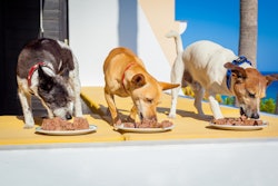 The gas-phase hydroxyl-radical process offers a potential game-changer for raw pet food safety.