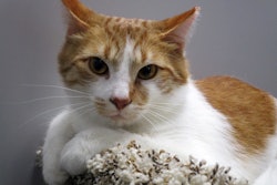 AAFCO is concerned the proposed PURR Act, as it’s currently presented, could have negative ramifications for consumer protection, reduce pet food label transparency, and jeopardize the safe advancement of pet food products.